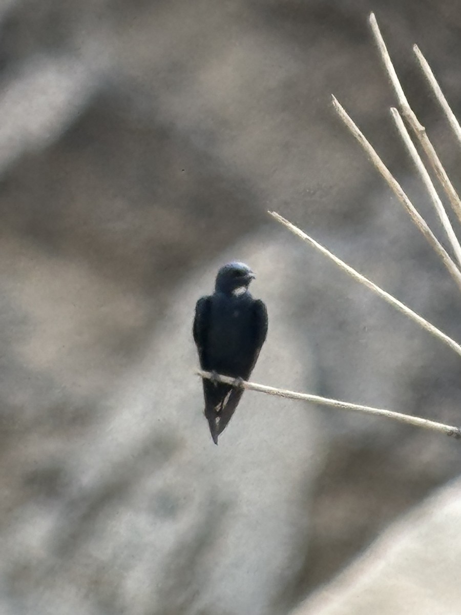 White-throated Blue Swallow - ML616450820