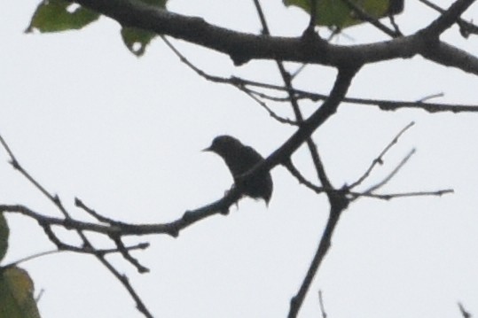 African Piculet - ML616450898