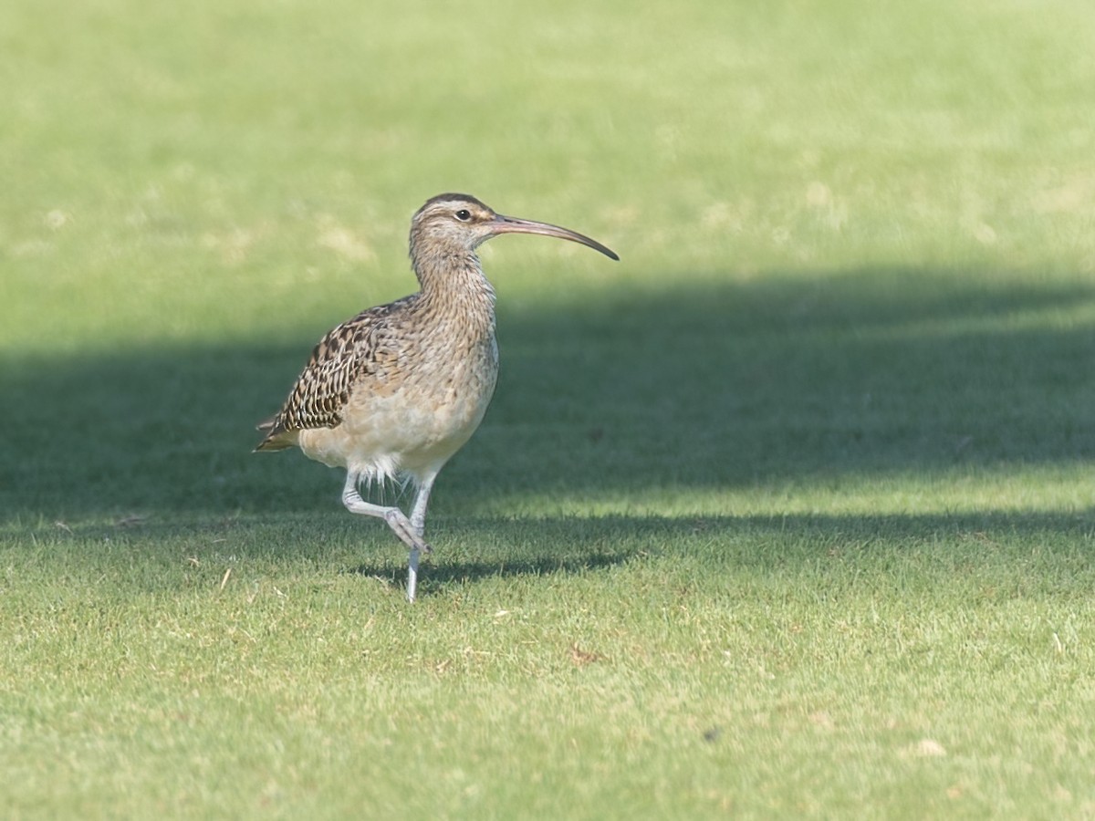 Bristle-thighed Curlew - ML616450923