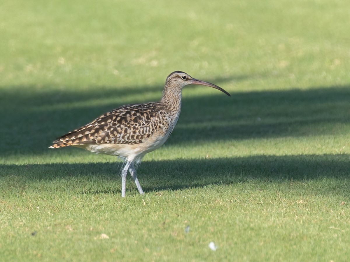 Bristle-thighed Curlew - ML616450924
