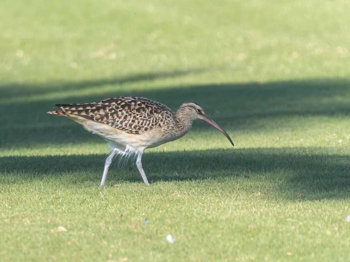 Bristle-thighed Curlew - ML616450925
