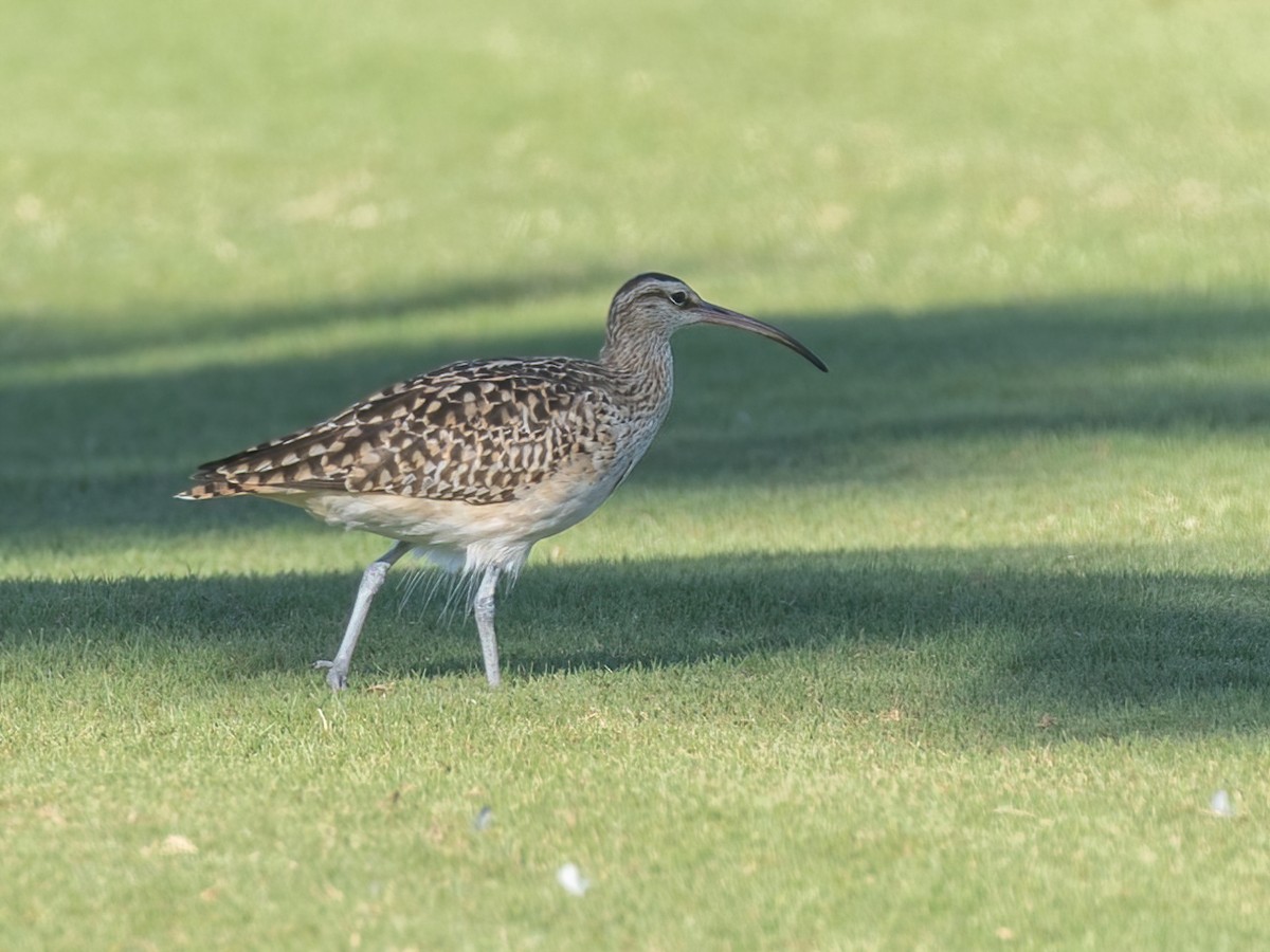 Bristle-thighed Curlew - ML616450926