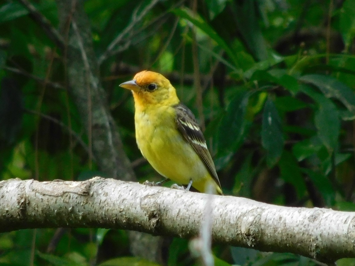 Western Tanager - ML616451081