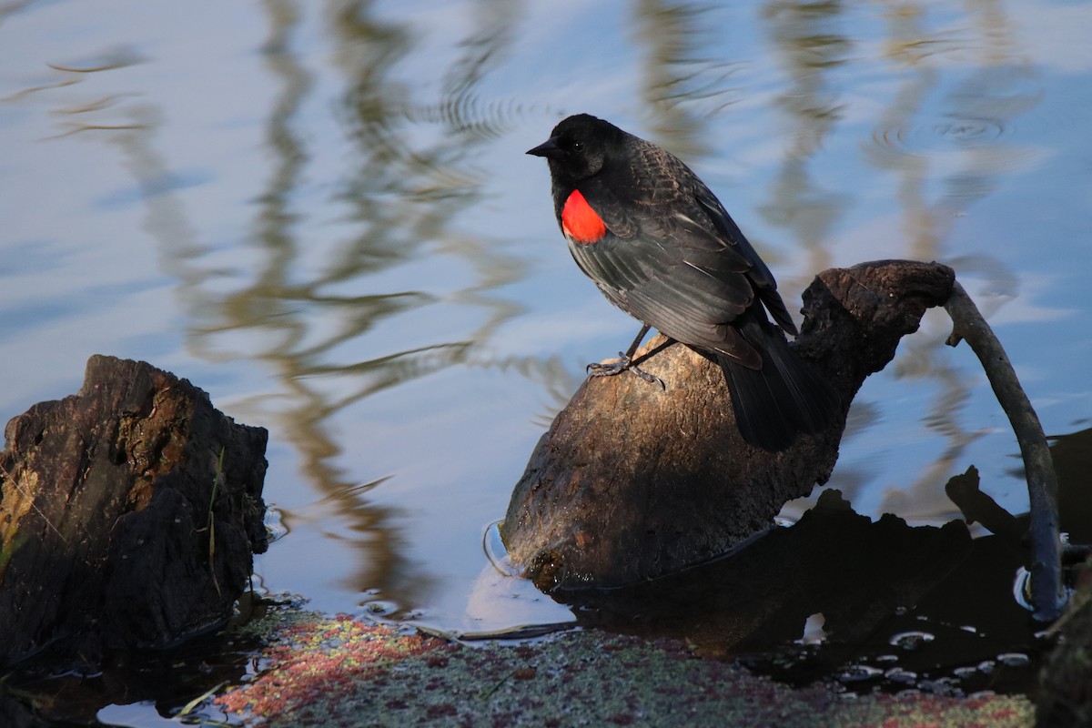 Red-winged Blackbird - ML616451117