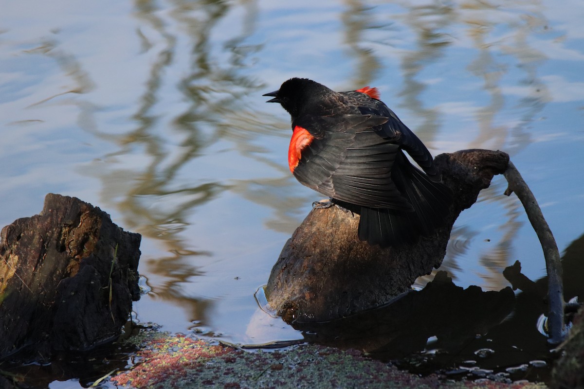 Red-winged Blackbird - ML616451118