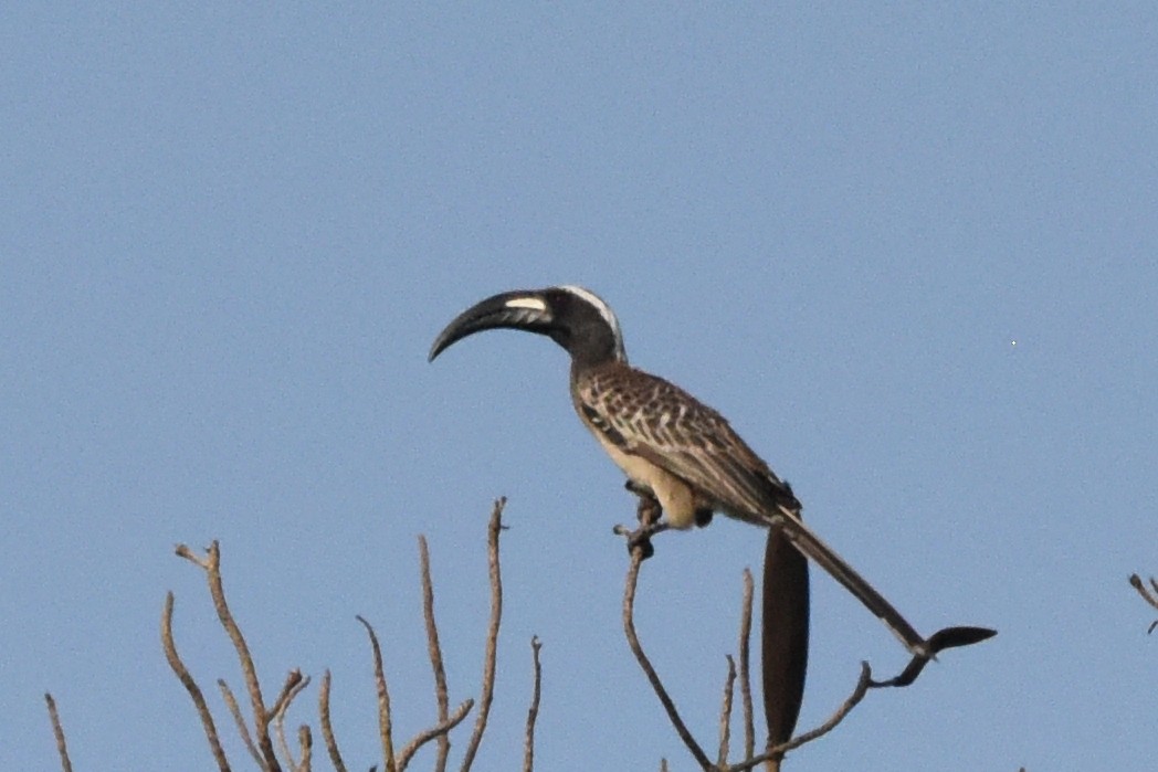 African Gray Hornbill - Nick Moore