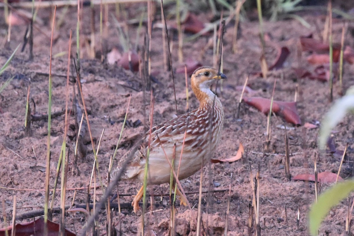 White-throated Francolin - ML616451275