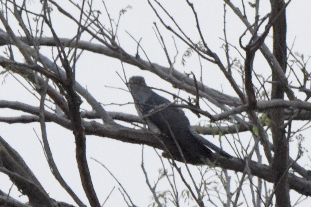 African Cuckoo - ML616451279
