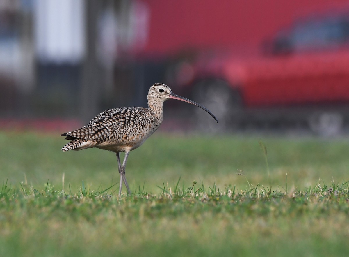 Long-billed Curlew - ML616451307