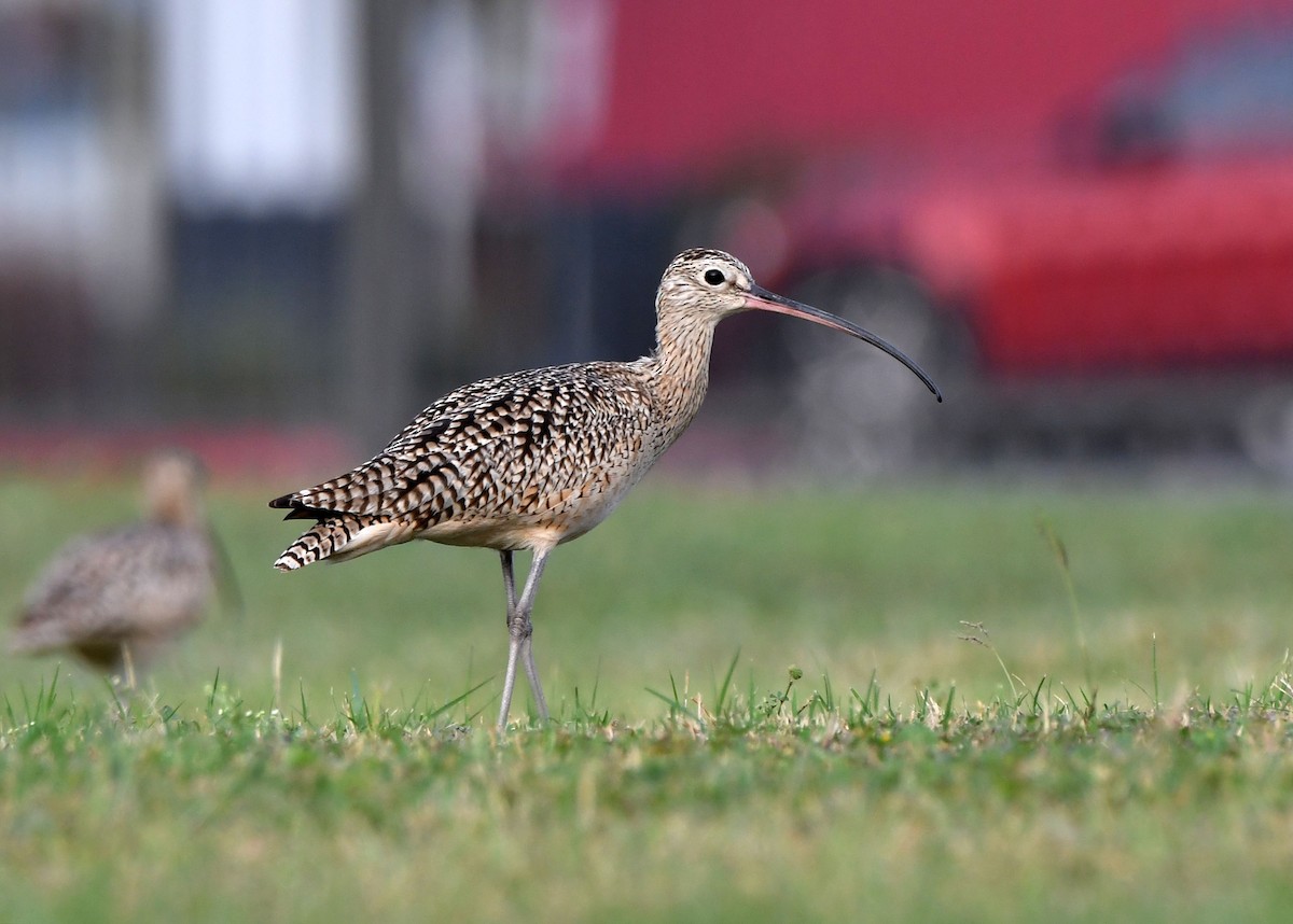 Long-billed Curlew - ML616451310
