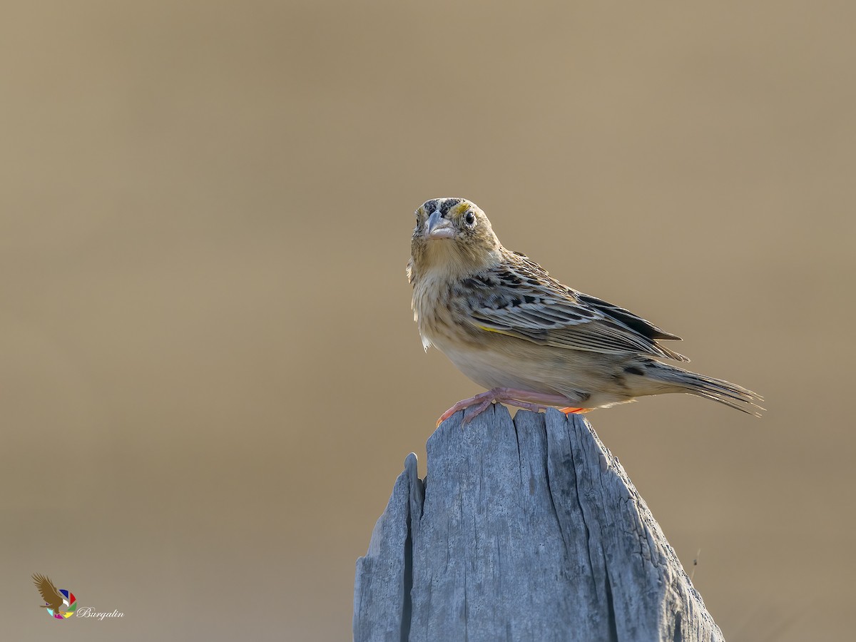 Grasshopper Sparrow - ML616451487