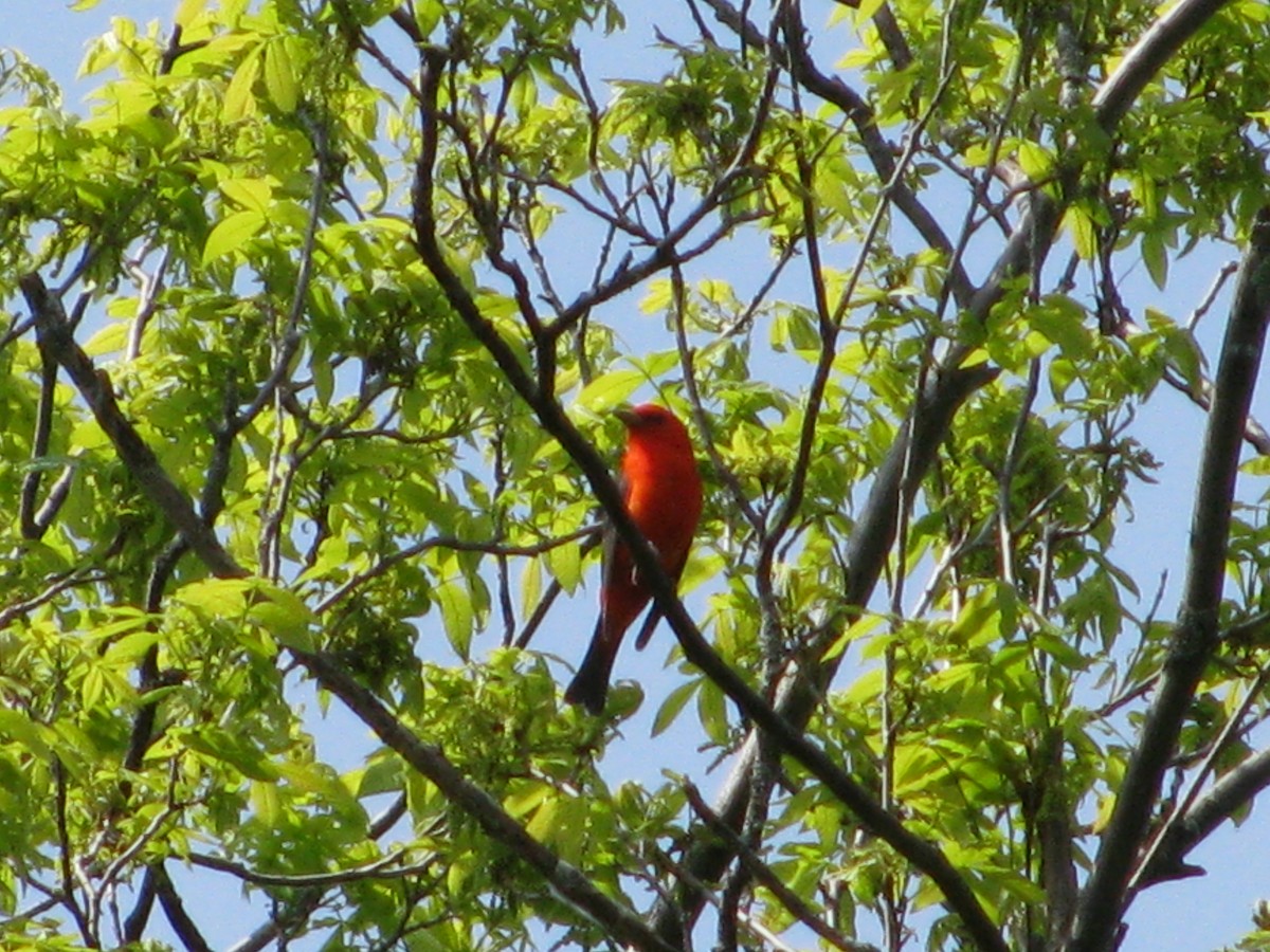 Scarlet Tanager - ML616451522