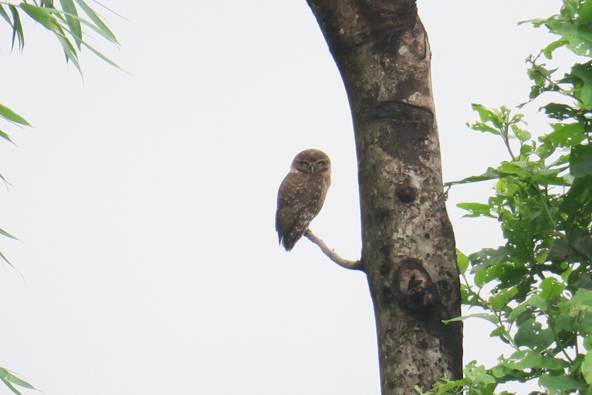 Spotted Owlet - Rishi Palit