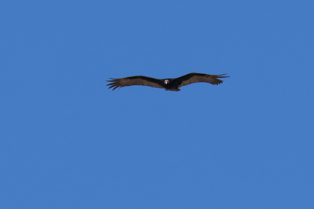 Turkey Vulture - Tom Forwood JR