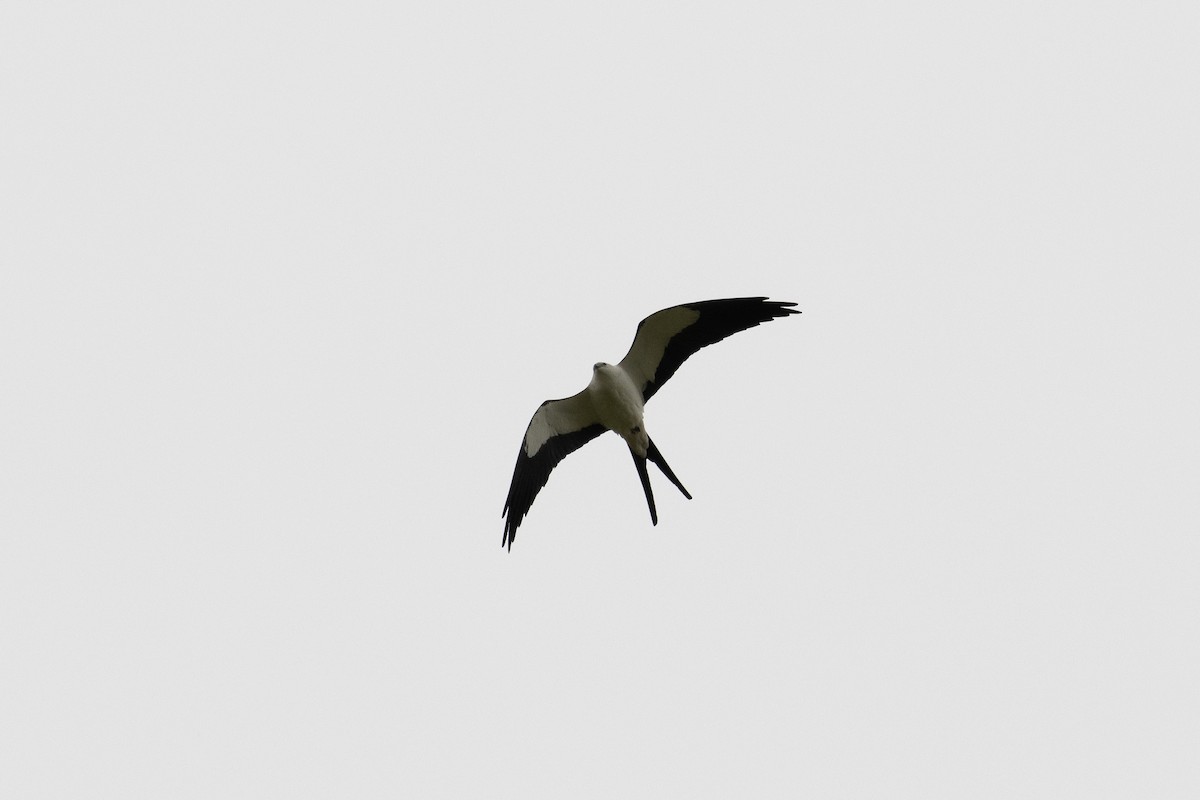 Swallow-tailed Kite - ML616451871