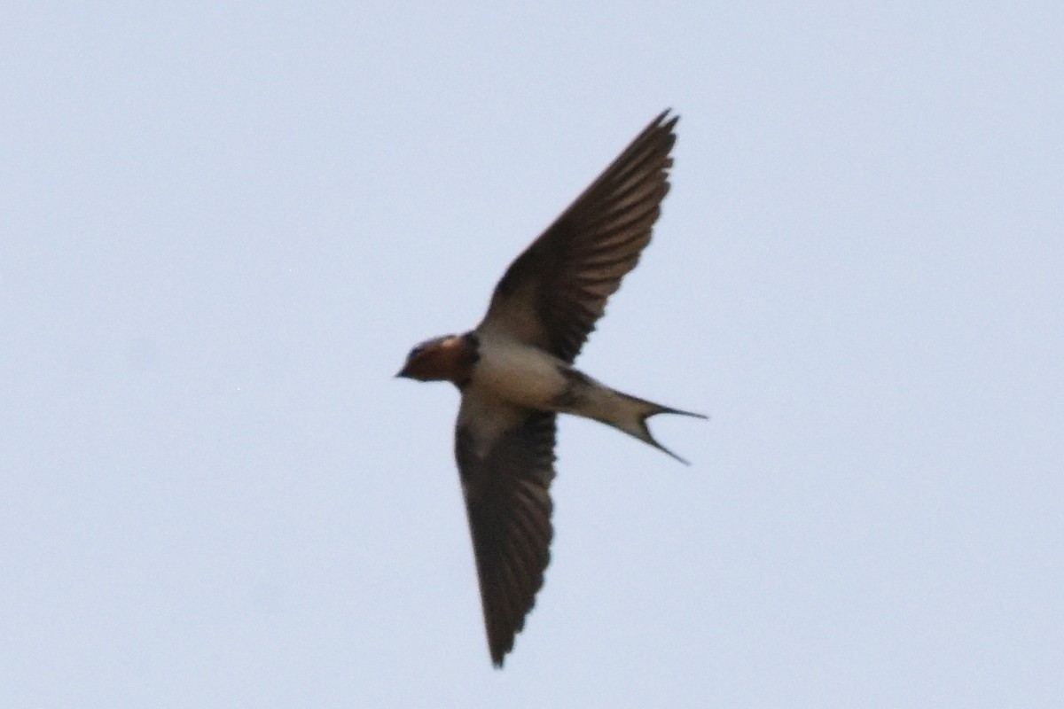Red-chested Swallow - ML616451928