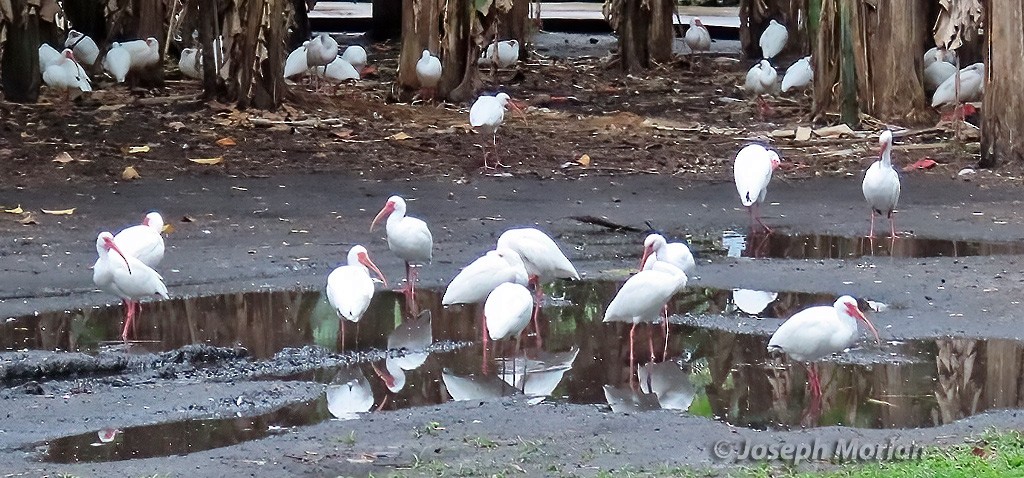 ibis bílý - ML616451950