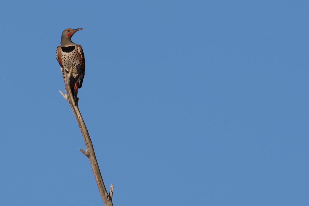 Northern Flicker (Red-shafted) - ML616451979