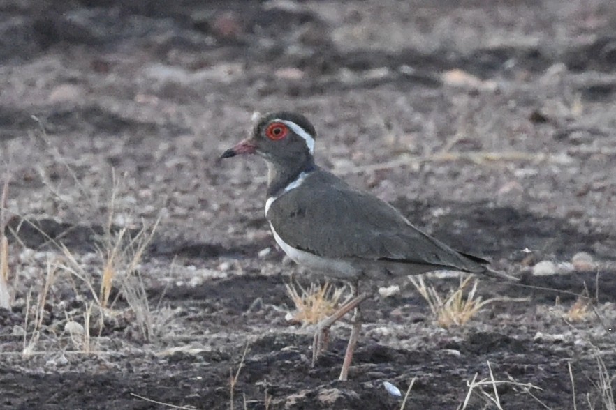 Forbes's Plover - ML616451995