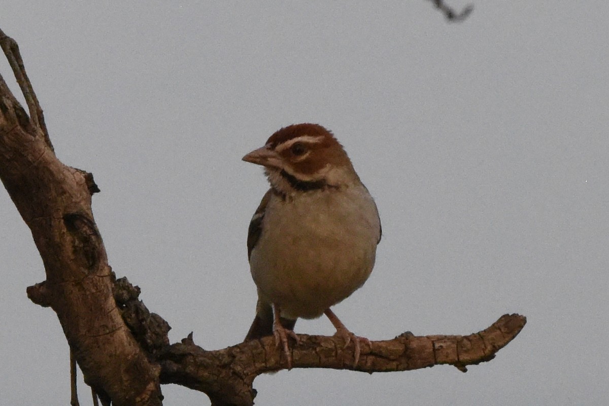 Chestnut-crowned Sparrow-Weaver - ML616452052