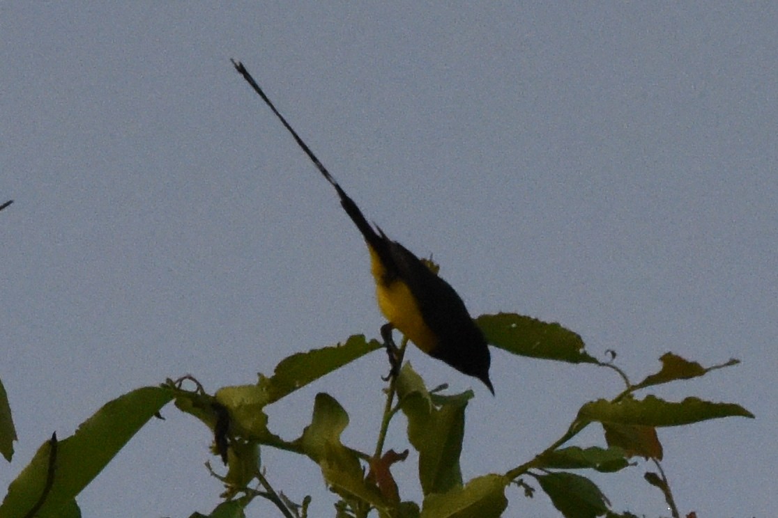 Pygmy Sunbird - ML616452084