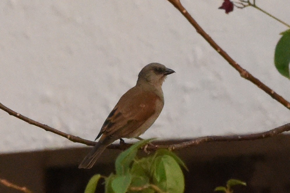 Northern Gray-headed Sparrow - ML616452088