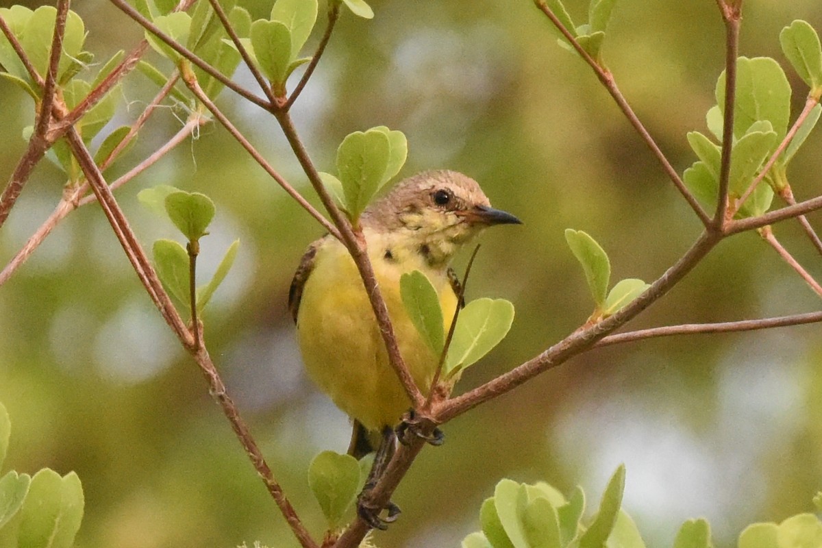 Pygmy Sunbird - ML616452091