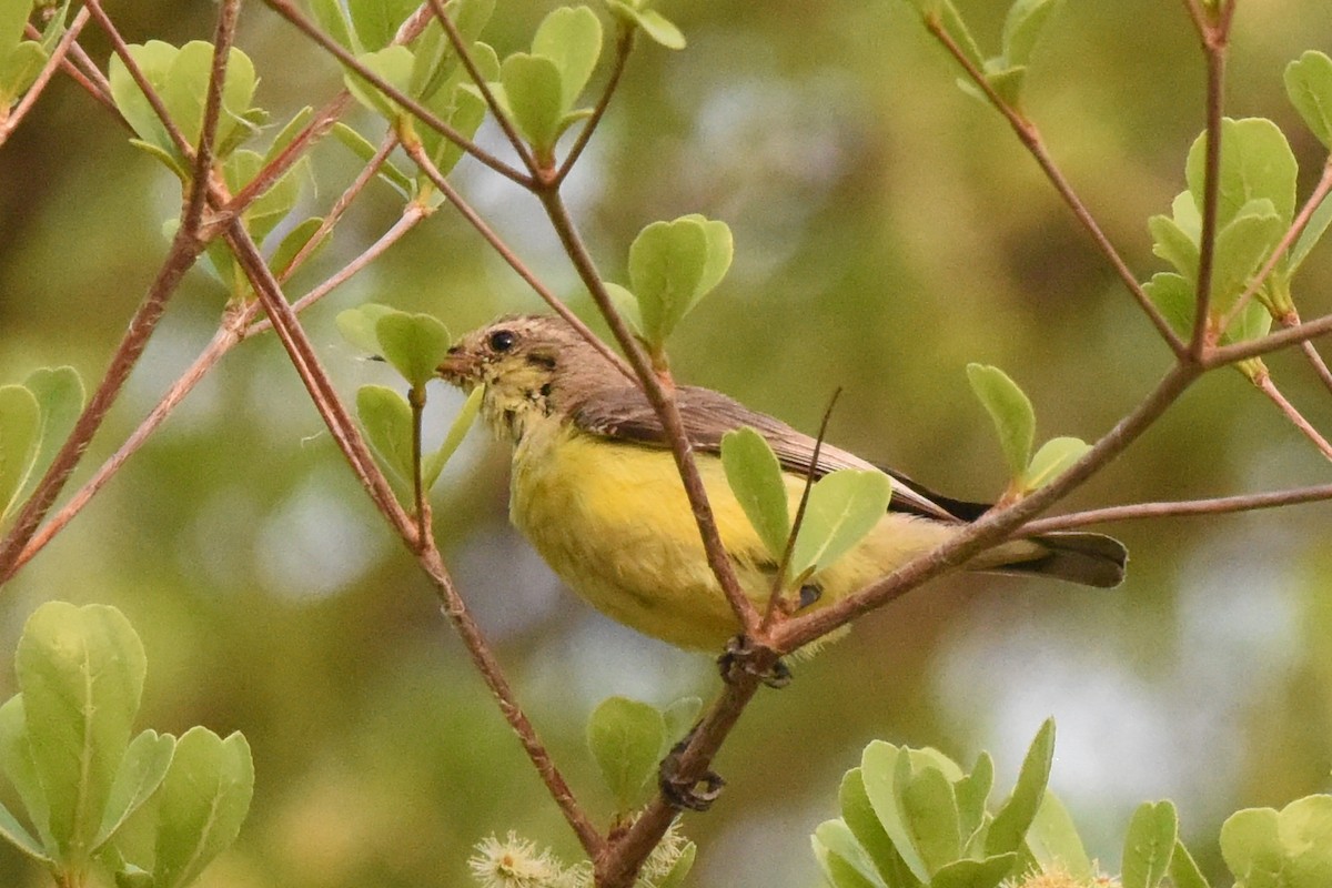 Pygmy Sunbird - ML616452092