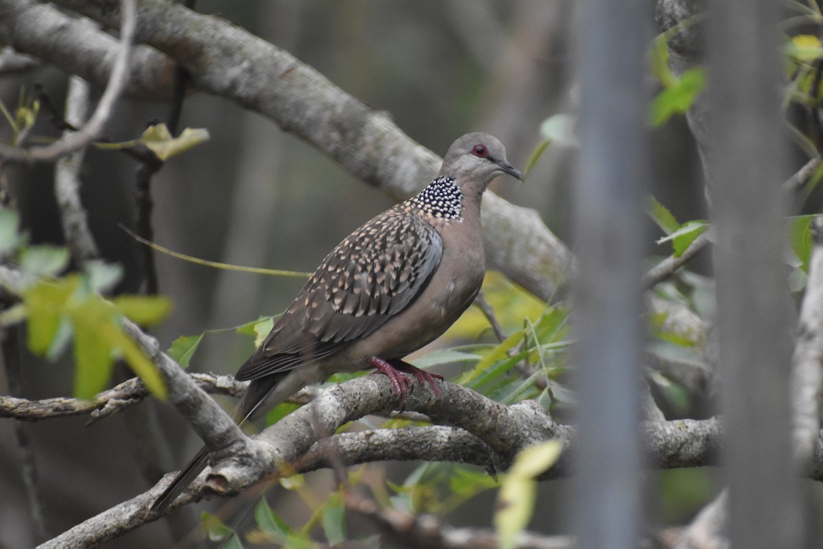 Spotted Dove - ML616452206