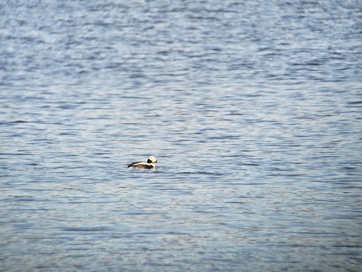 Long-tailed Duck - ML616452389