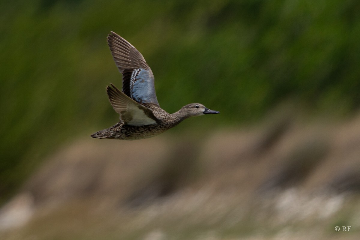 Blue-winged Teal - ML616452408
