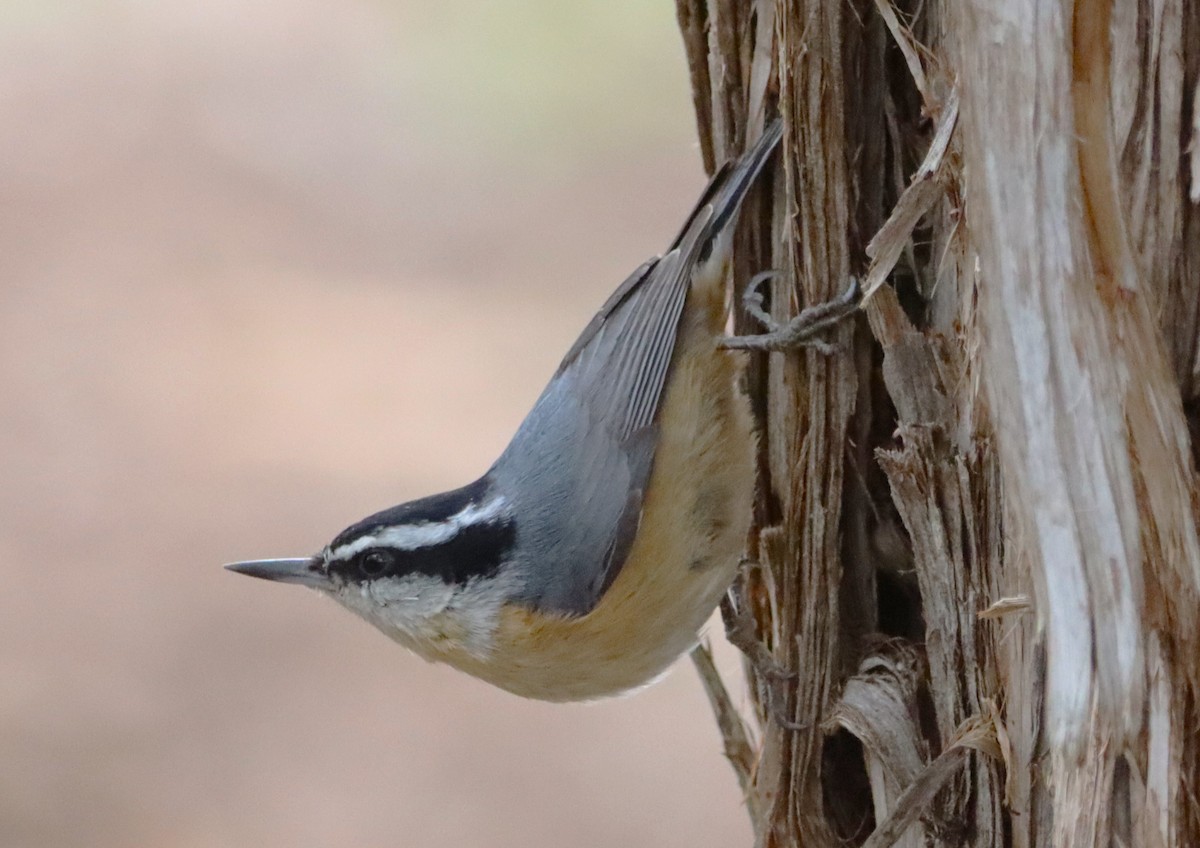 Red-breasted Nuthatch - ML616452477