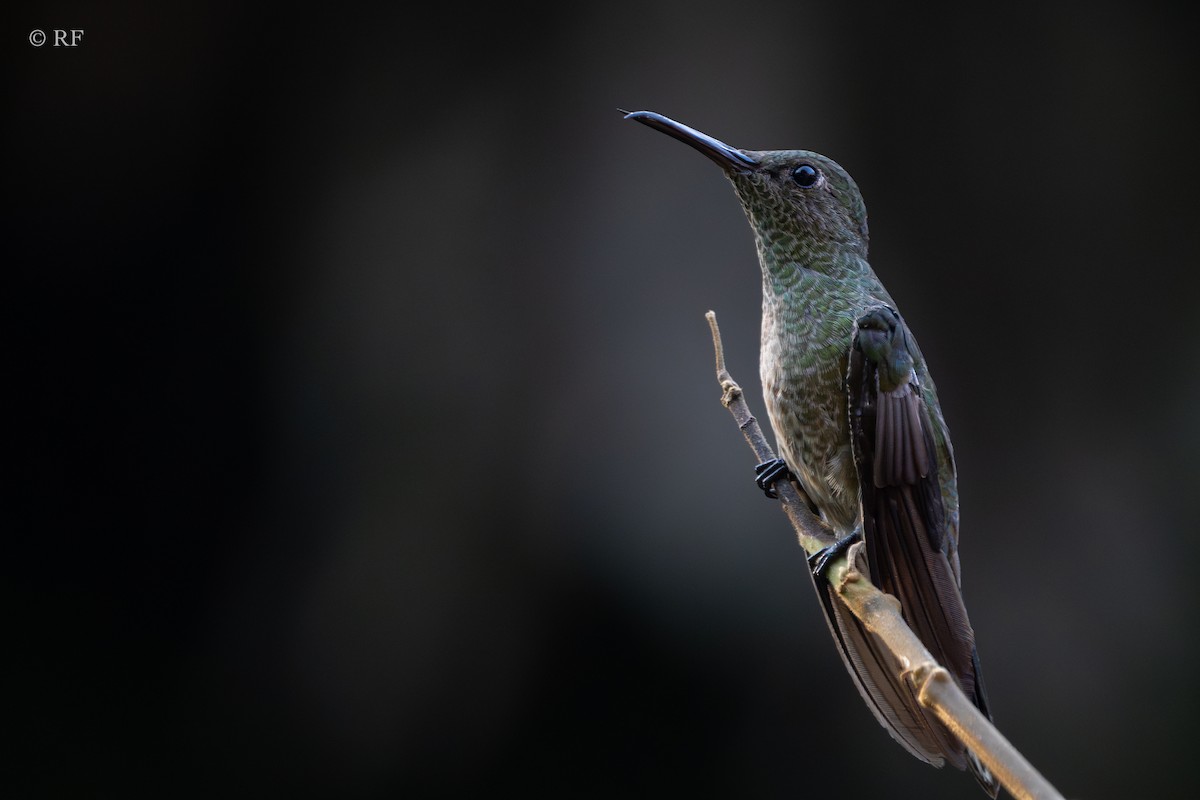 Scaly-breasted Hummingbird - Roxie Fu