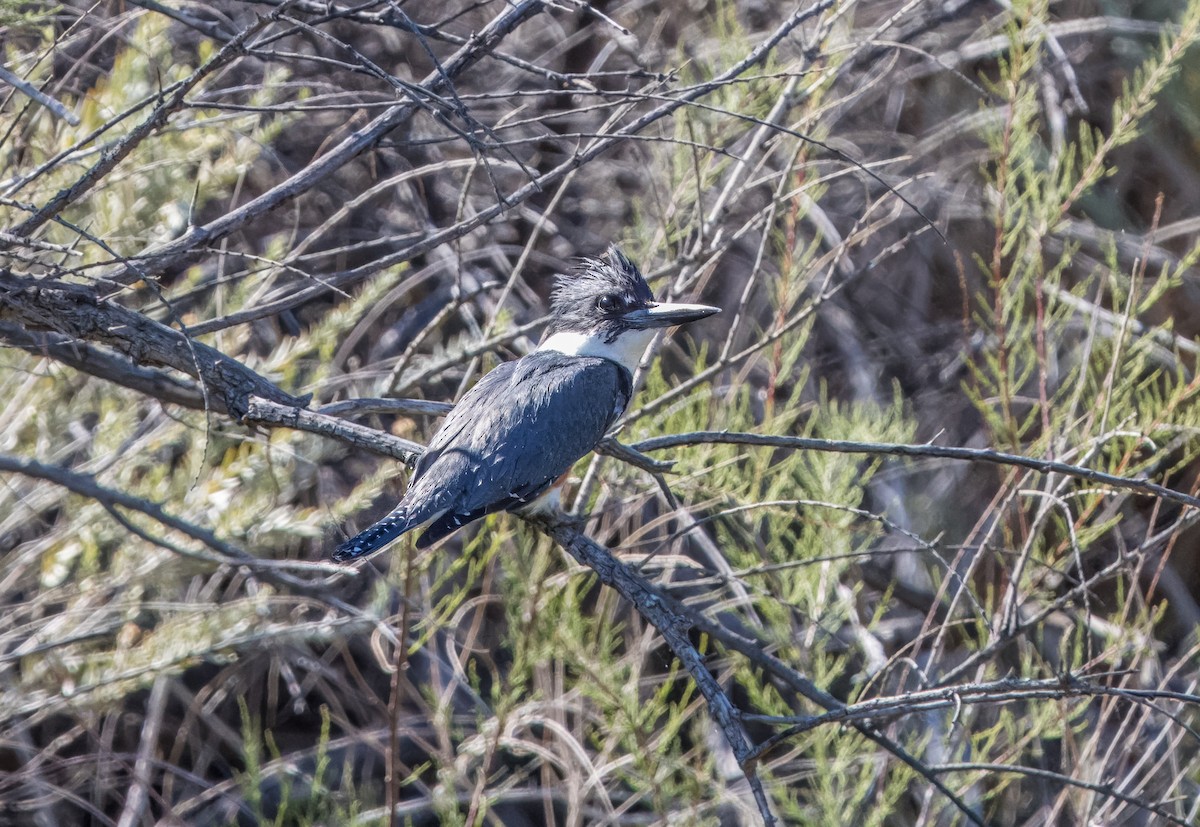 Belted Kingfisher - ML616452500