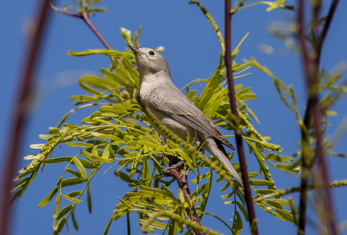 Lucy's Warbler - ML616452510