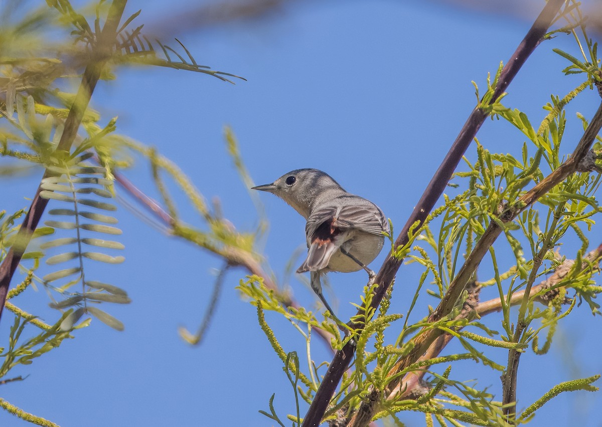 Lucy's Warbler - ML616452512