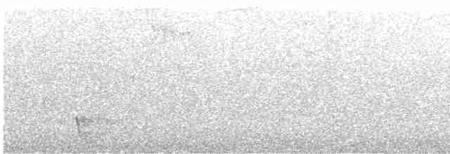 White-eared Honeyeater - ML616452600