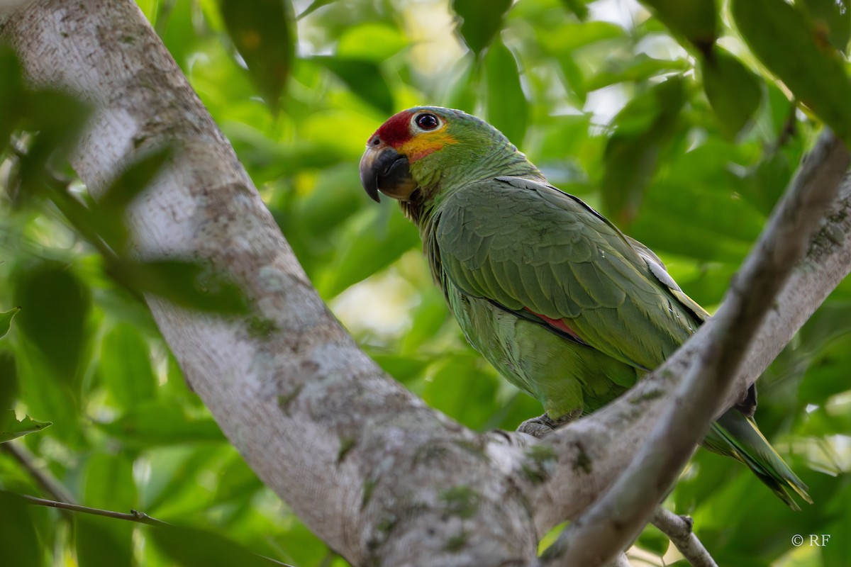 Red-lored Parrot (Red-lored) - ML616452612