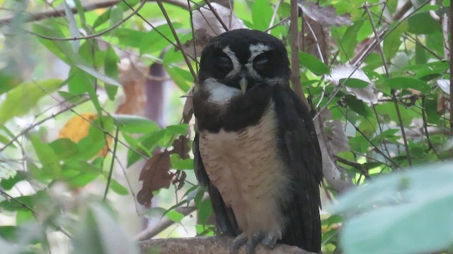 Spectacled Owl - ML616452698