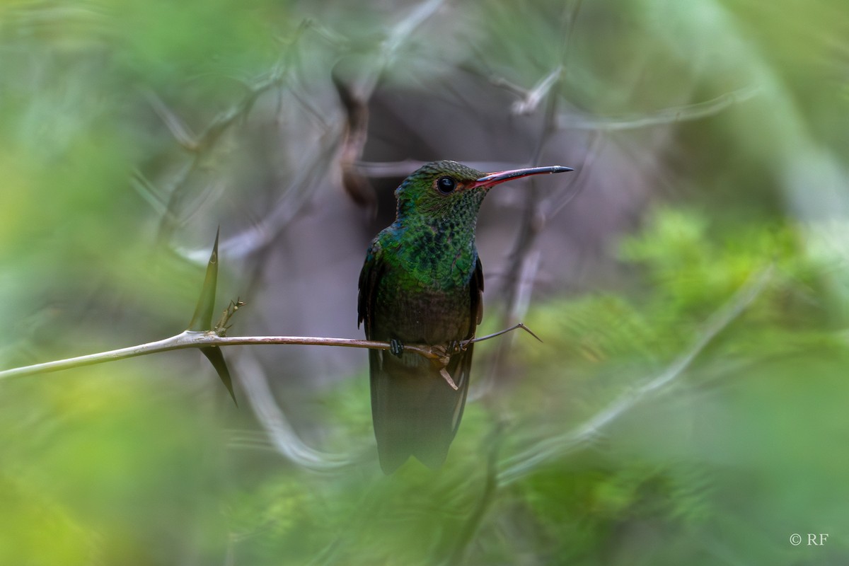 Rufous-tailed Hummingbird (Rufous-tailed) - Roxie Fu
