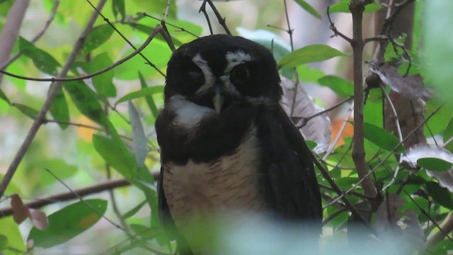 Spectacled Owl - ML616452720