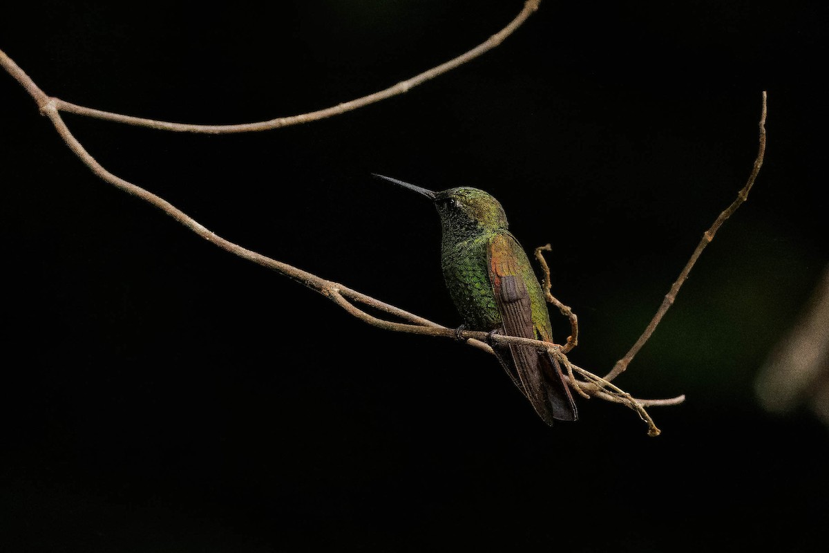 kolibřík magdalenský - ML616452849