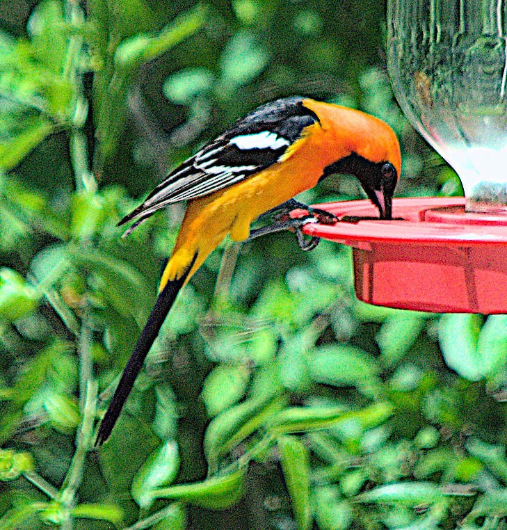 Hooded Oriole - Steve and Sue Whitmer