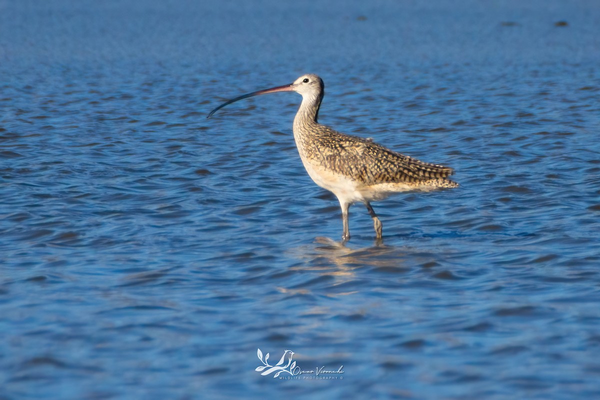Long-billed Curlew - ML616452895