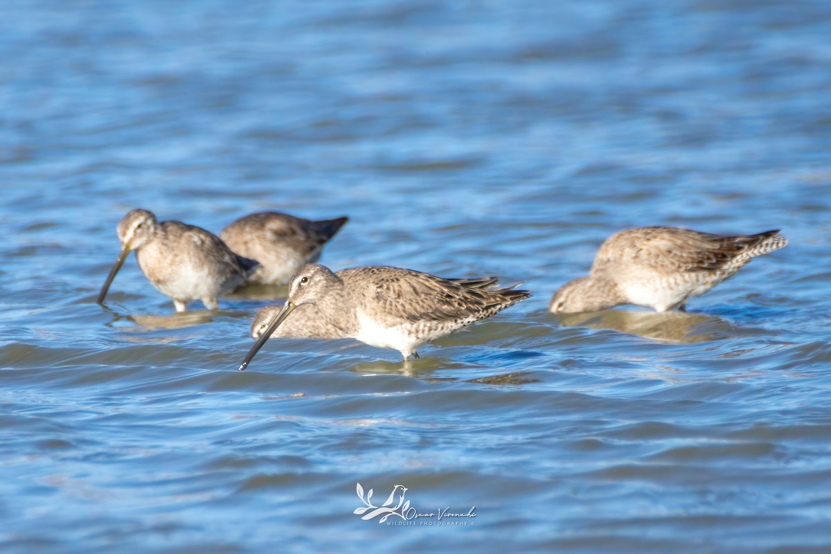 Long-billed Dowitcher - ML616452908