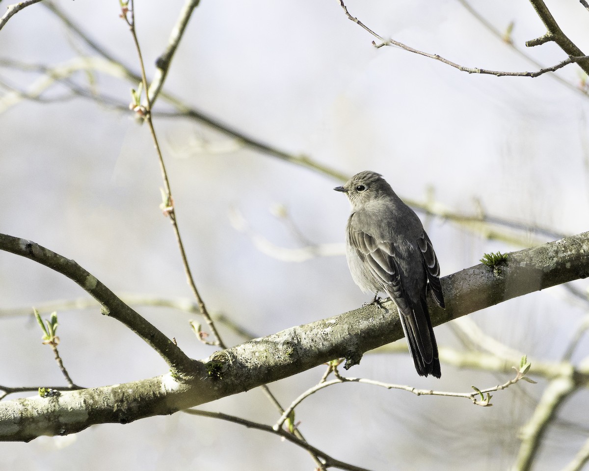 Townsend's Solitaire - carol turnbull