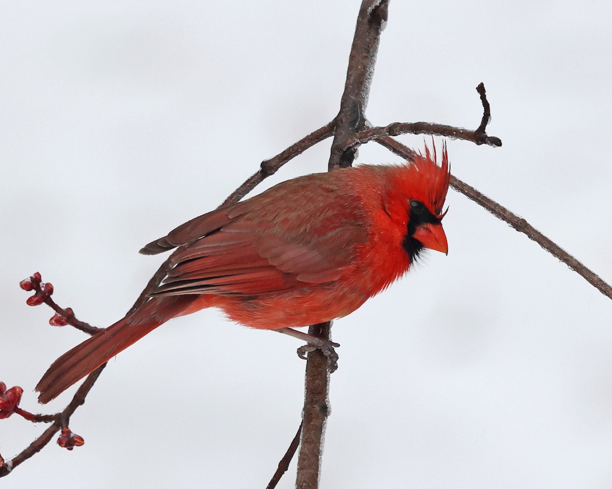 Northern Cardinal - Tom Murray