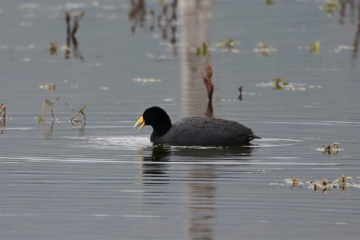 Slate-colored Coot - Mark Stanley