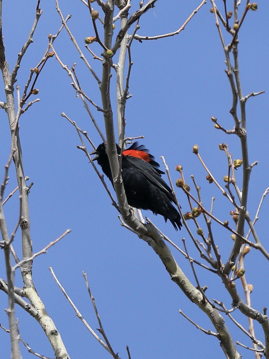 Red-winged Blackbird - ML616453077