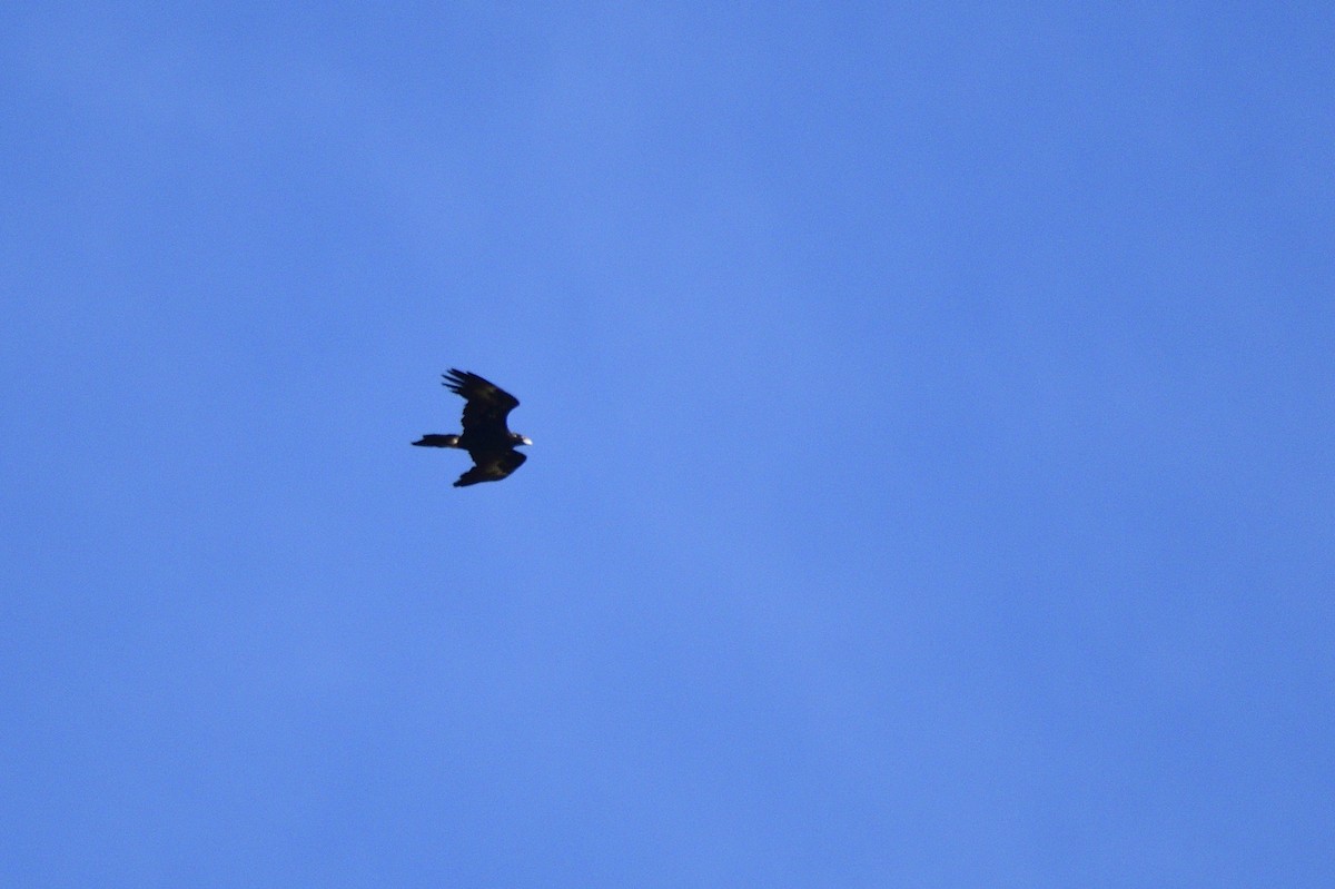Wedge-tailed Eagle - ML616453118